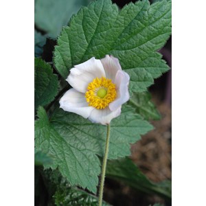 Anémone du japon 'september charm' tail