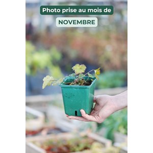 Anémone du japon 'september charm' tail