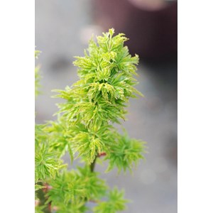 Erable du japon 'shishigashira' taille d