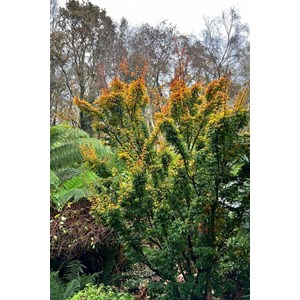 Erable du japon 'shishigashira' taille d