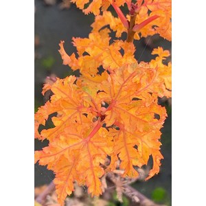 Erable du japon 'shishigashira' taille d