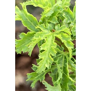 Erable du japon 'shishigashira' taille d