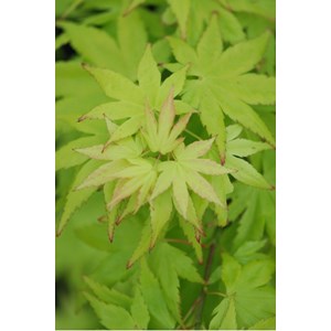 Erable du japon 'summer gold' taille du pot - en pot de 2 litres