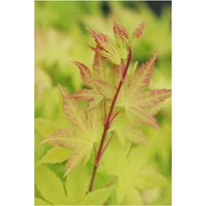 Erable du japon 'summer gold' taille du