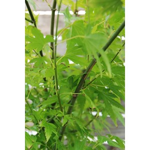 Erable du japon 'summer gold' taille du