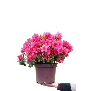 Azalée du japon 'arabesk' taille du pot