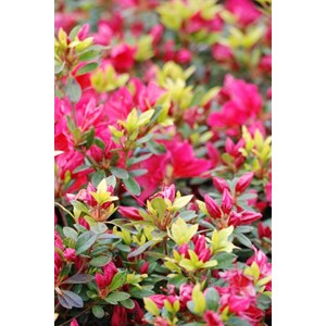 Azalée du japon 'arabesk' taille du pot