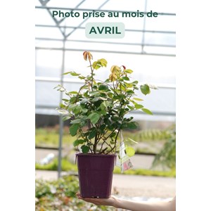 Rosier parfuma 'la belle rouet' ? Taille