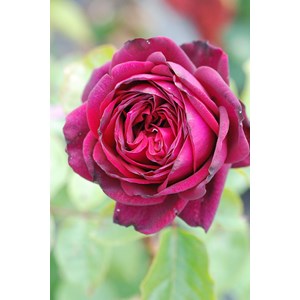 Rosier parfuma 'madame de montespan' ? Taille du pot - en pot de 4 litres