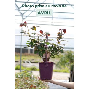 Rosier parfuma 'madame de montespan' ? T