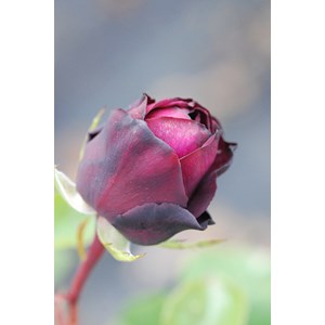 Rosier parfuma 'madame de montespan' ? T