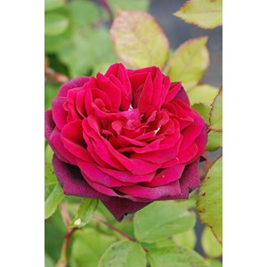 Rosier parfuma 'madame de montespan' ? T