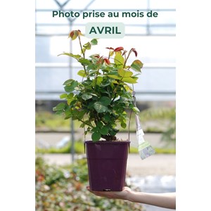 Rosier parfuma 'catherine de medicis' ?