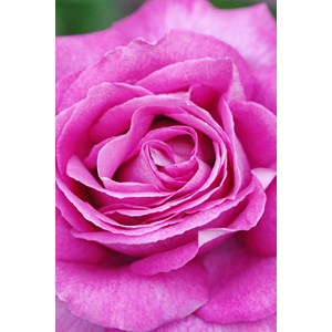 Rosier parfuma 'catherine de medicis' ?