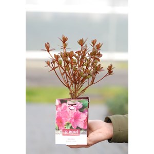 Azalée du japon 'blaauw's pink ' taille