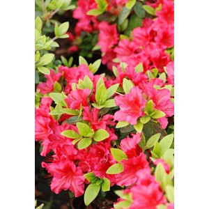 Azalée du japon 'blaauw's pink ' taille