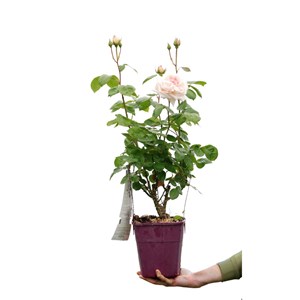 Rosier parfuma 'madame de la valliere' ?