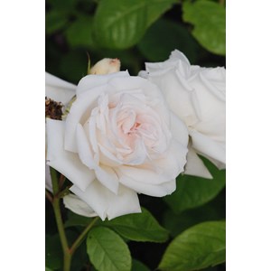 Rosier parfuma 'madame de la valliere' ?