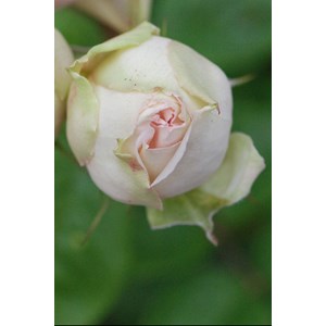 Rosier parfuma 'madame de la valliere' ?