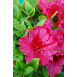 Azalée du japon 'florida' taille du pot