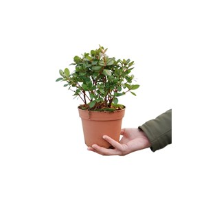 Azalée du japon 'florida' taille du pot