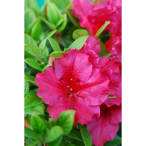 Azalée du japon 'florida' taille du pot