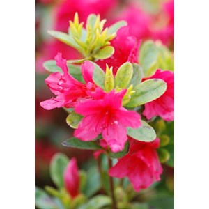 Azalée du japon 'florida' taille du pot