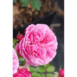 Rosier meilland ?'leonard de vinci' tail