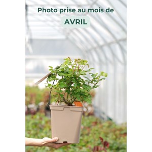 Rosier meilland ?'leonard de vinci' tail