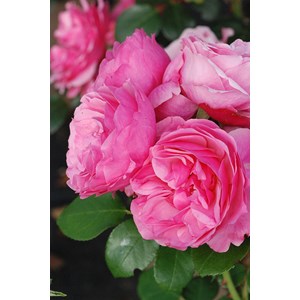 Rosier meilland ?'leonard de vinci' tail