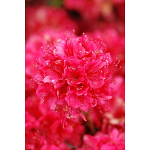 Azalée du japon 'hino crimson ' taille du pot - en pot de 5 litres