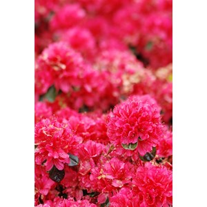 Azalée du japon 'hino crimson ' taille