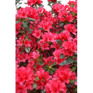 Azalée du japon 'hino crimson ' taille