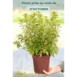 Azalée du japon 'hino crimson ' taille