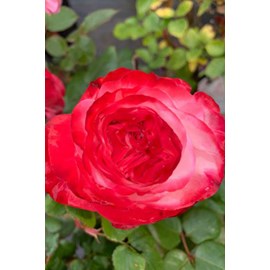 Rosier 'la garçonne' ? Taille du pot -