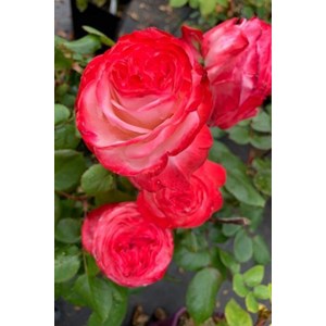 Rosier 'la garçonne' ? Taille du pot -