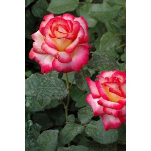 Rosier meilland 'leo ferre' ? Taille du pot - en pot de 5 litres