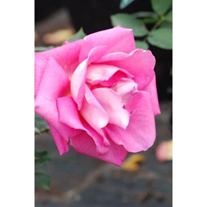 Rosier 'parfum royal' ? Taille du pot -