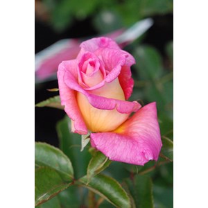 Rosier 'parfum royal' ? Taille du pot -