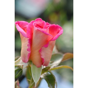 Rosier 'parfum royal' ? Taille du pot -