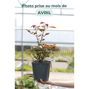 Rosier 'parfum royal' ? Taille du pot -