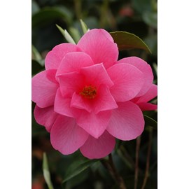 Camélia fragrant joy taille du pot - en