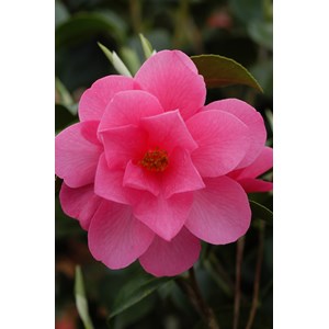 Camélia fragrant joy taille du pot - en pot de 7.5 litres