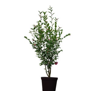Camélia fragrant joy taille du pot - en