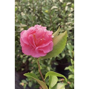 Camélia fragrant joy taille du pot - en