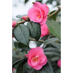Camélia spring awakening taille du pot