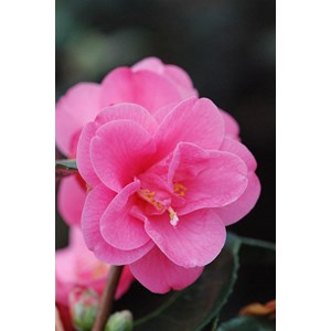 Camélia spring awakening taille du pot