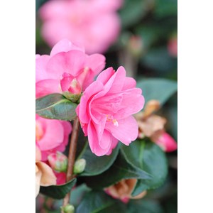 Camélia spring awakening taille du pot