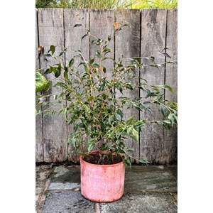 Camélia 'tsaii' taille du pot - en pot