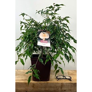 Camélia 'tsaii' taille du pot - en pot